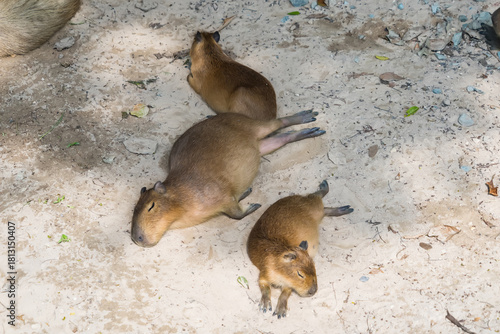 Capybara resting on sand near a textured wall in a calm and natural setting