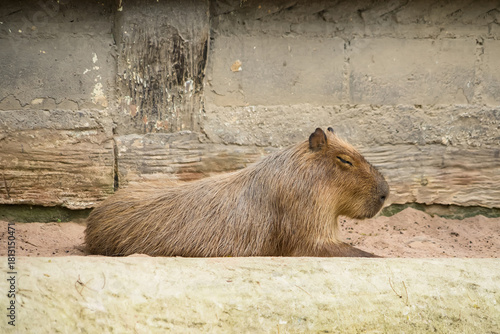 Capybara resting on sand near a textured wall in a calm and natural setting