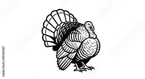 Black and white illustration of a turkey with its tail feathers fanned out.