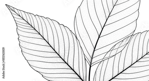 Black and white line drawing of skeletonized leaves with prominent veins.