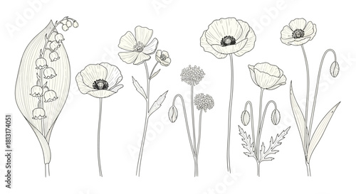 delicate line art botanical illustrations of spring wildflowers including lily of the valley poppy and allium for natural themes.