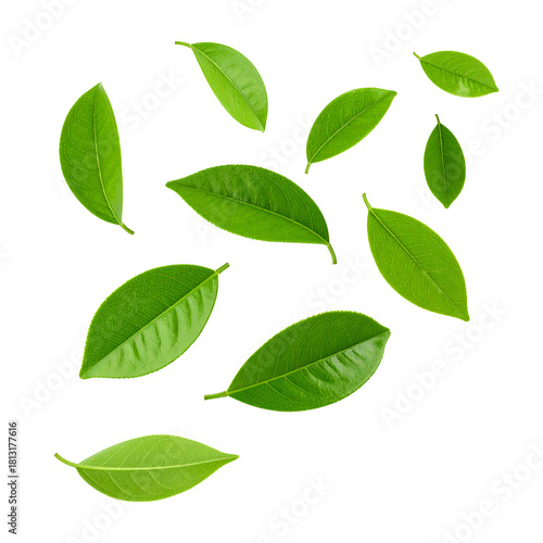 Fresh Green Leaves: A collection of vibrant green leaves, each showcasing intricate detail and textures, appear to dance and float against a clean backdrop.