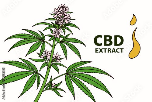 Clean botanical illustration of a hemp plant with delicate pink flowers and vibrant green leaves, showcasing natural beauty and potential uses in wellness and herbal remedies