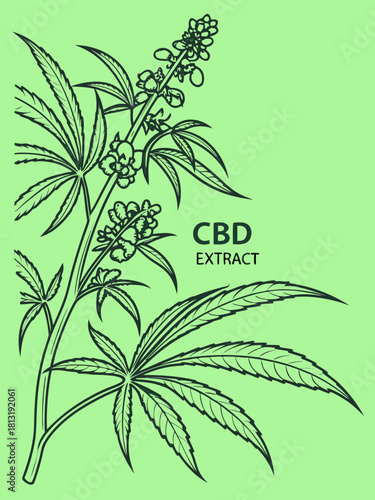 Clean botanical illustration of hemp plant with detailed leaves and flowers, showcasing the natural beauty and medicinal properties of cannabis for educational and commercial use
