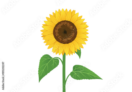 Adobe Illustrator Artwork