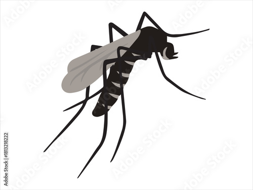 Mosquito Sucking Blood