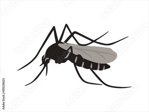 Mosquito Aedes Aegypti