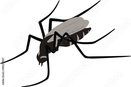Malaria Causing Mosquitoes Insect