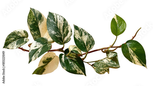 Variegated Pothos Plant Branch with Green and Cream Leaves on a Transparent Background for Interior Decoration