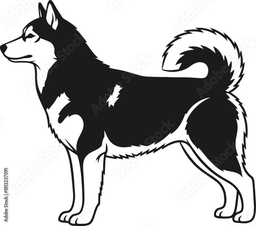 A black and white husky standing isolated on white background.
