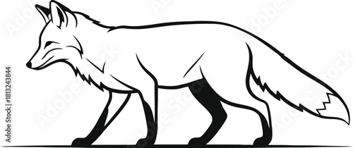 A fox walks gracefully isolated on white background in black and white.