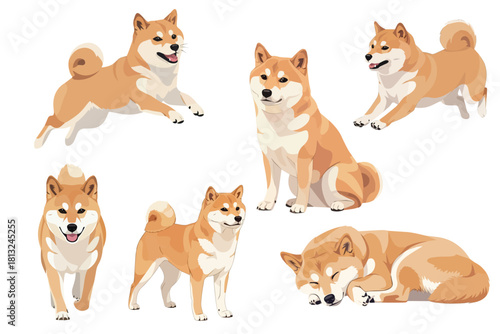 Shiba Inu Dog Isolated On White Background Flat Vector Illustration