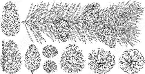 Hand drawn pine cone set, conifer branch with needles, black and white botanical sketch, vintage engraving style winter collection, vector.
