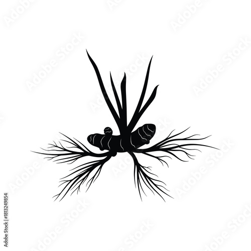 Black silhouette of turmeric root with leaves and thin roots rhizome spice