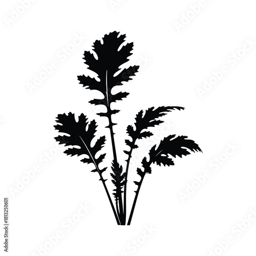 Black silhouette of a cluster of deeply lobed leaves on white background leaf plant