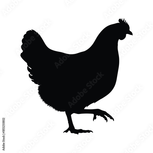 Black silhouette of a hen walking on a white background chicken bird