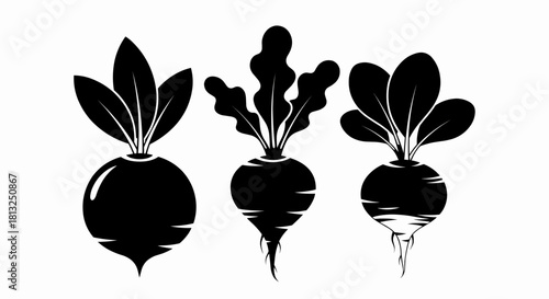 Vector illustration of set of three stylized black and white beet or radish root vegetable icons isolated on a white background