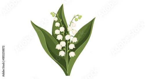 A beautiful illustration of a delicate lily of the valley flower with white bell-shaped blossoms and green leaves.