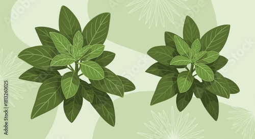 A top-down view of two fresh green basil plants on a light green background representing herbs gardening and cooking.