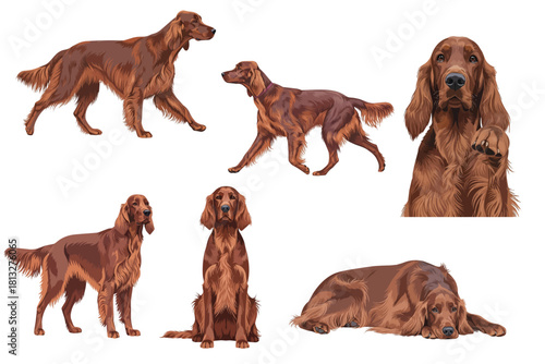 Irish Setter Dog Multiple Poses Flat Vector Illustration Isolated on White Background