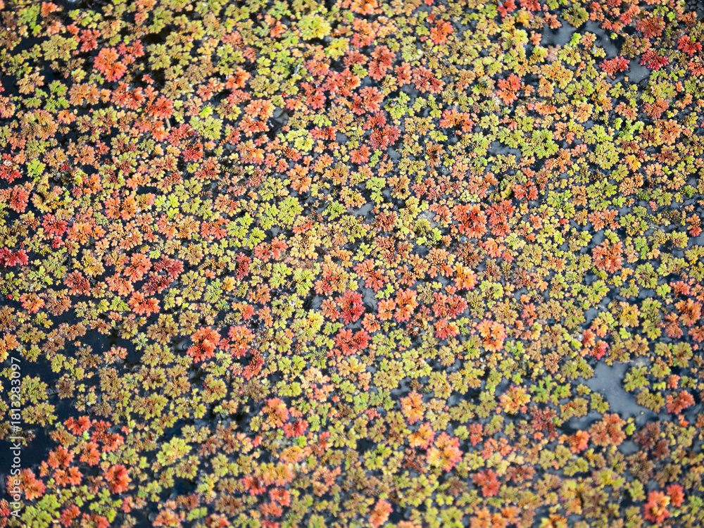 Fototapeta premium 水面いっぱいのアカウキクサ