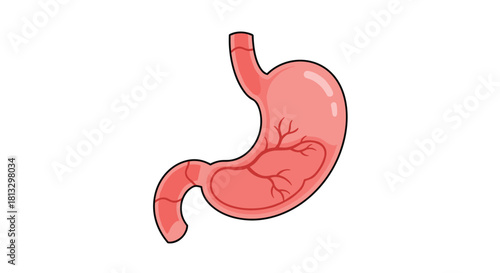 Detailed illustration of the human stomach, a key organ in the digestive system, depicted in a clear and educational cartoon style.