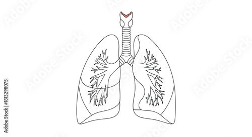 Simple black and white line drawing depicting the human respiratory system, including the larynx, trachea, and lungs with bronchial trees.