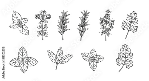 Hand drawn herbs isolated on white background in sketch style vector