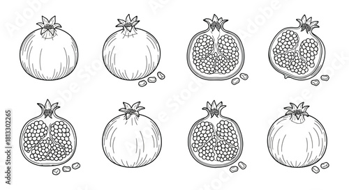 Hand drawn pomegranate isolated on white background, vector illustration