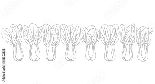 Hand drawn bok choy isolated on white background, chinese cabbage illustration