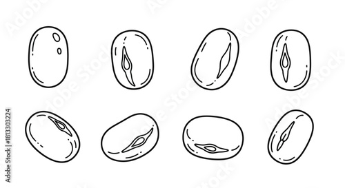 Set of soy beans isolated on white background in different variations