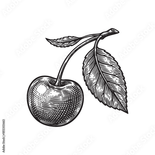 cherry on Branch Botanical Engraving Vector Illustration