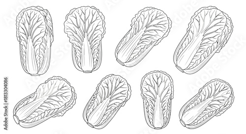 Hand drawn napa cabbage vegetables isolated on white background in sketch style