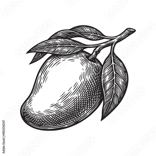 Mango Tropical Fruit on Branch Engraving Vector Illustration
