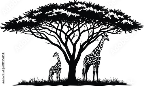 Silhouette of two giraffes standing beneath a large Acacia tree, illustrating African savanna wildlife, nature, and safari travel themes, isolated black vector on white background.