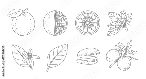 Hand drawn orange fruits isolated on white background in vintage style