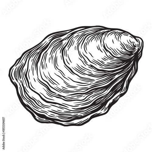 Oyster Clam Shell Engraving Vector Illustration