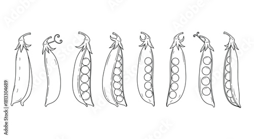 Hand drawn pea pods isolated on white background in various stages of ripeness