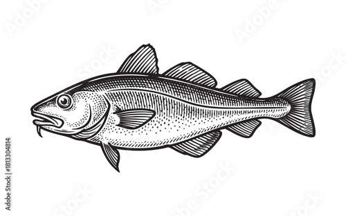 cod fish Engraving Vector Illustration