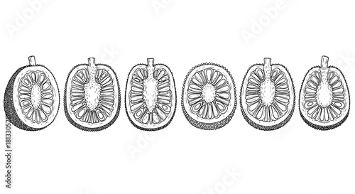 Hand drawn illustration of sliced jackfruit isolated on white background