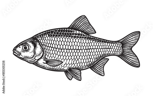 Roach Fish Engraving Vector Illustration