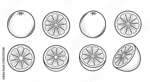Hand drawn orange fruit set isolated on white background, vector illustration