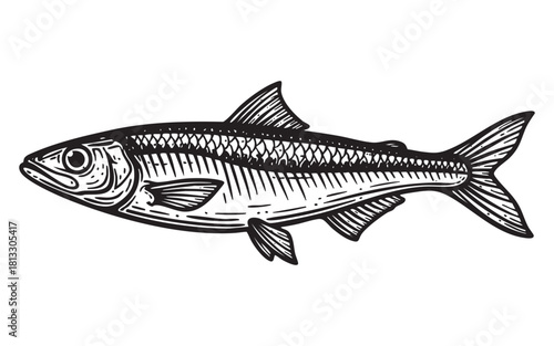Anchovy Fish Engraving Vector Illustration