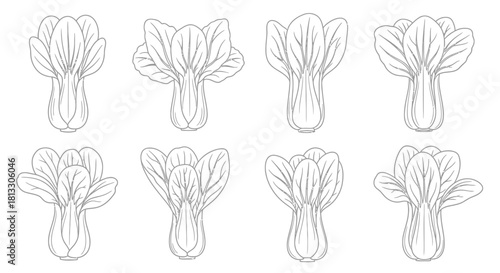 Hand drawn bok choy vegetables isolated on white background in sketch style