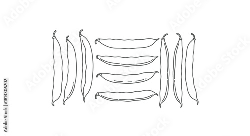 Hand drawn green beans isolated on white background, vector illustration