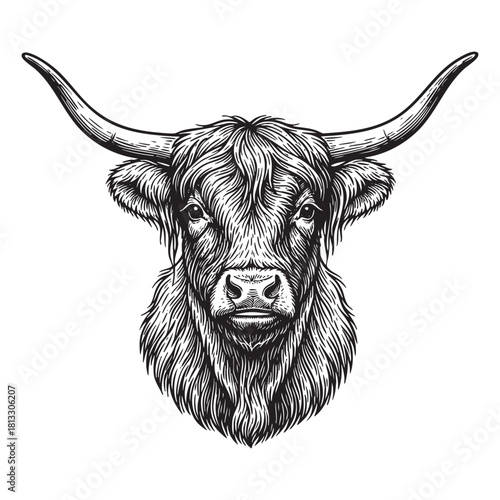 Highland Cattle Bull Head Engraving Vector Illustration