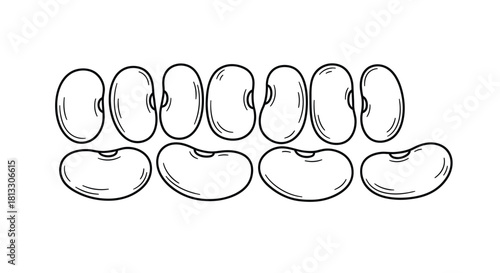 Hand drawn illustration of beans isolated on white background, vector format