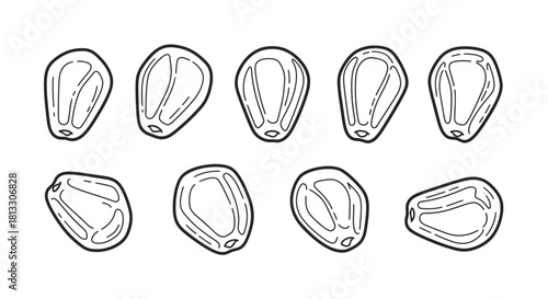 Hand drawn corn kernels isolated on white background, vector illustration