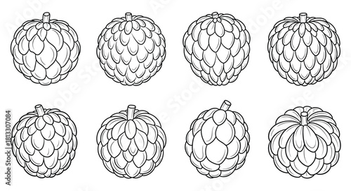 Hand drawn custard apple fruits isolated on white background in vector format