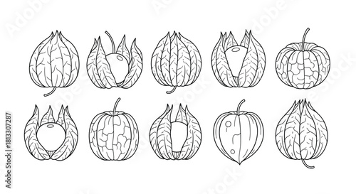 Hand drawn physalis set isolated on white background, vector illustration